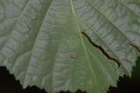 Phyllonorycter coryli