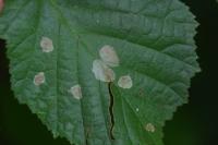 Phyllonorycter coryli
