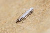 Lyonetia clerkella
