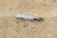Lyonetia clerkella