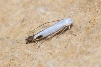 Lyonetia clerkella