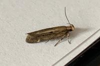 Aroga velocella