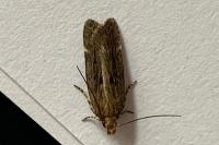 Aroga velocella