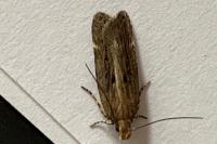 Aroga velocella