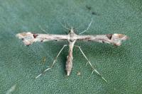 Platyptilia gonodactyla