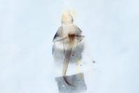 Platyptilia gonodactyla
