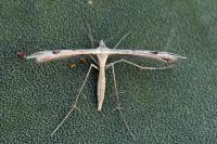 Stenoptilia coprodactyla