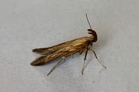 Metzneria neuropterella