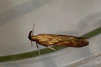 Metzneria neuropterella