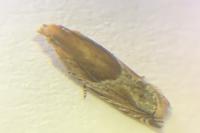 Ancylis comptana