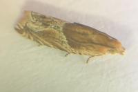 Ancylis comptana