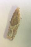 Ancylis comptana