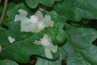 Tischeria ekebladella