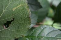 Stigmella