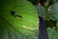 Stigmella