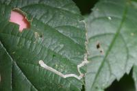 Stigmella