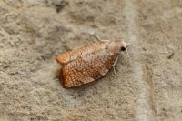 Pandemis corylana