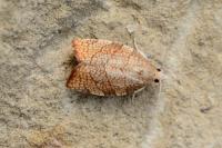 Pandemis corylana