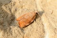Pandemis corylana