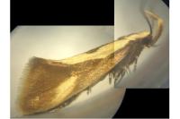 Harpella forficella