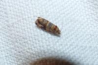 Lobesia botrana
