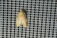 Carcina quercana