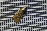 Acleris cristana