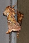 Triodia sylvina