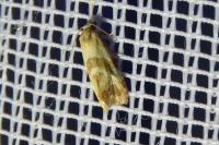 Phalonidia contractana
