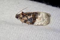 Apotomis betuletana