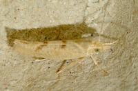 Ypsolopha alpella