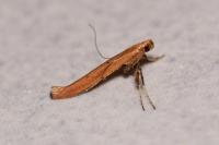 Caloptilia roscipennella