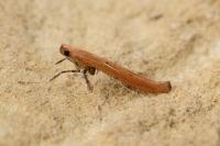 Caloptilia roscipennella