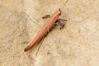 Caloptilia roscipennella