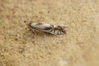 Phyllocnistis unipunctella