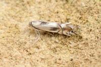 Phyllocnistis unipunctella