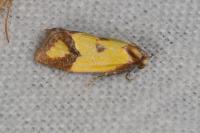 Agapeta zoegana