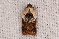 Acleris variegana