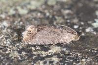 Cydia splendana