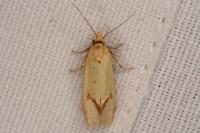 Agapeta hamana