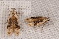 Altenia scriptella