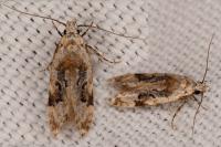 Altenia scriptella
