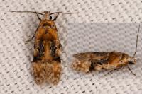 Altenia scriptella