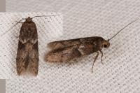Blastobasis glandulella