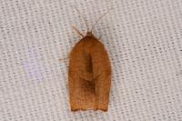 Cacoecimorpha pronubana
