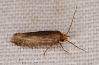 Cephimallota crassiflavella