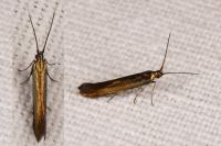 Coleophora