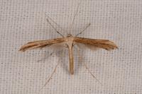 Emmelina monodactyla