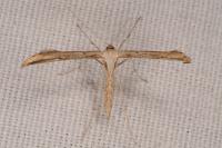 Emmelina monodactyla