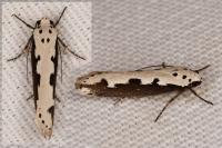 Ethmia bipunctella